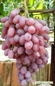 Виноград Тайфи розовый в Агрызе