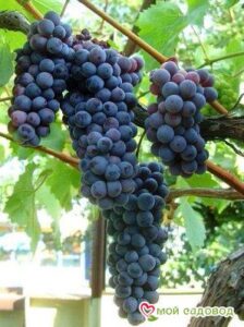 Виноград Черный жемчуг в Агрызе