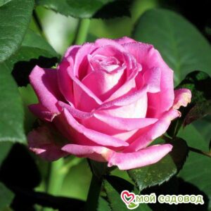 Роза чайно-гибридная Аква в Агрызе