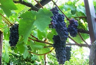 Виноград Черный жемчуг (2) в Агрызе