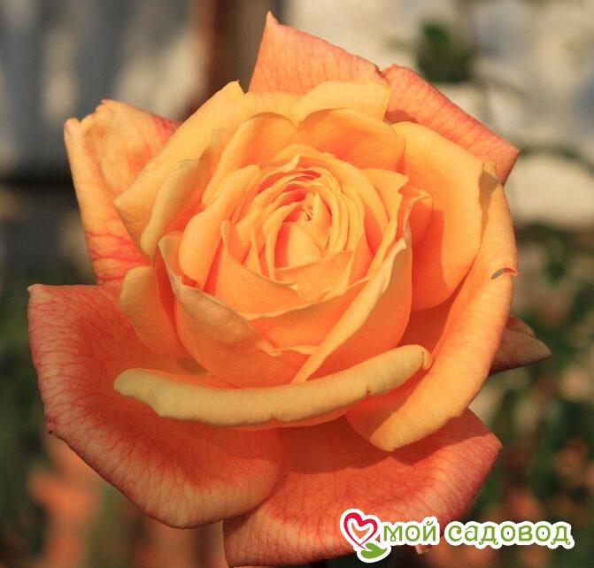 Роза чайно-гибридная Карамба