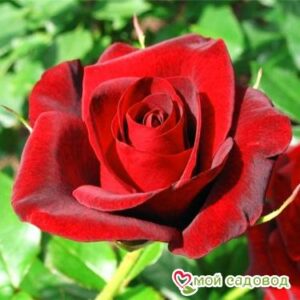 Роза Гран При в Агрызе