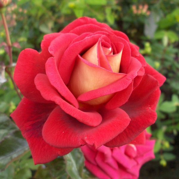 Роза чайно-гибридная Клеопатра (2) в Агрызе