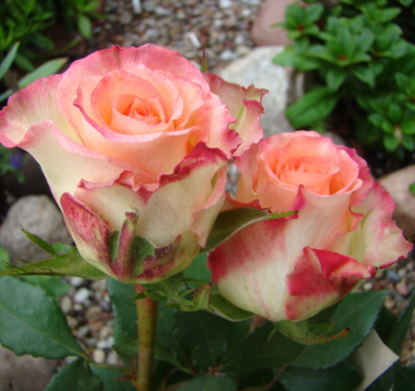 Роза чайно-гибридная Дуэт (2) в Агрызе