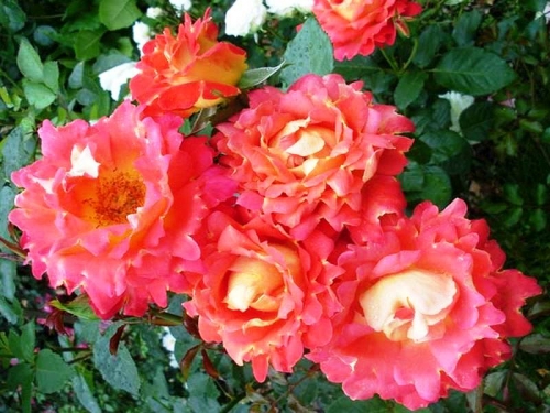 Роза Декор Арлекин (2) в Агрызе