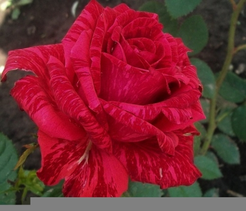Роза Ред Интуишн (2) в Агрызе