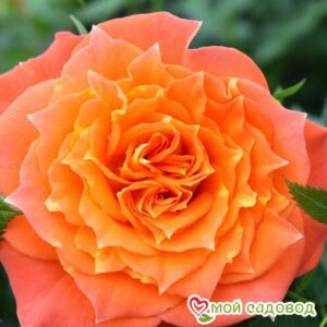 Роза Мандарин в Агрызе