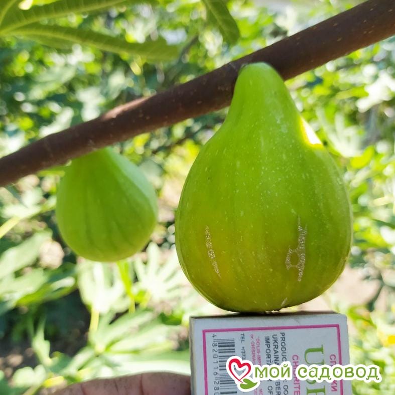 Инжир Брунсвик