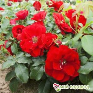 Роза Центро-Розе в Агрызе