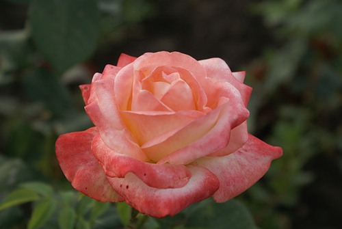 Роза Белла Перл (2) в Агрызе