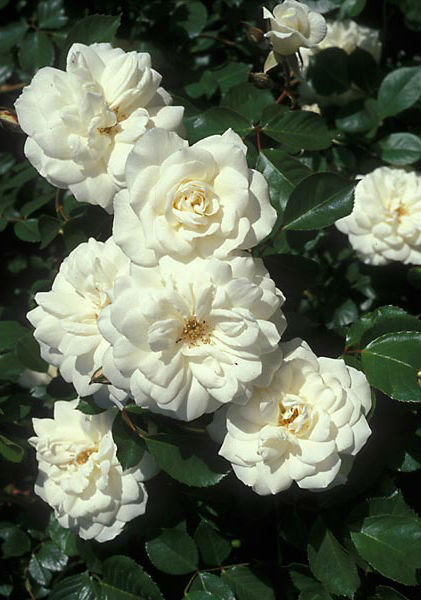 Роза Белый каскад (2) в Агрызе