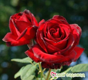 Роза чайно-гибридная Мадам Дельбар в Агрызе