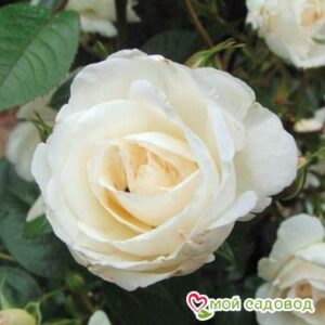 Роза Спрей белый в Агрызе
