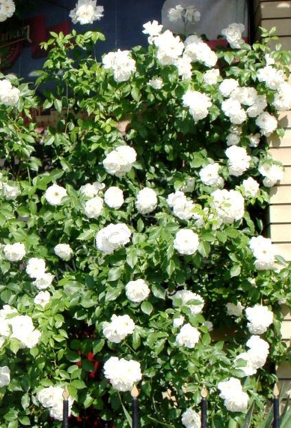 Роза Белый каскад (3) в Агрызе
