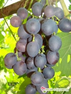 Виноград Астра в Агрызе