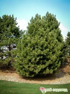 Сосна Чёрная (Pinus Nigra) в Агрызе