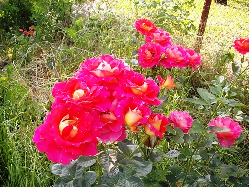 Роза Декор Арлекин (3) в Агрызе