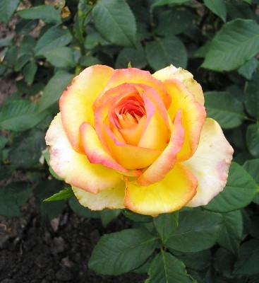 Роза Восходящее Солнце (2) в Агрызе