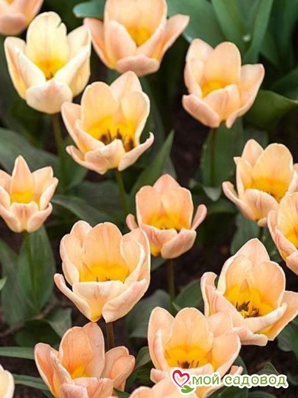 Тюльпан ботанический Литтл Герл