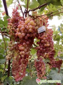 Виноград Лучистый в Агрызе