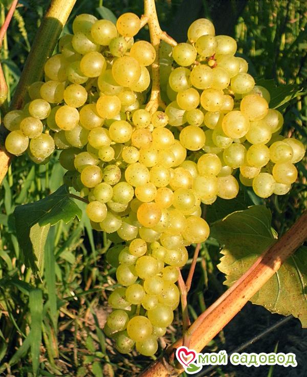 Виноград “Кишмиш 342” в Агрызе