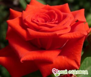 Роза чайно-гибридная Корвет в Агрызе