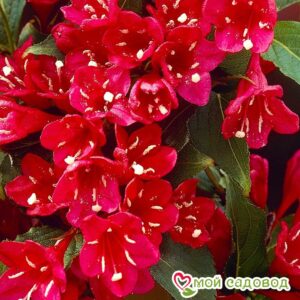 Вейгела цветущая “Ред Принц” в Агрызе