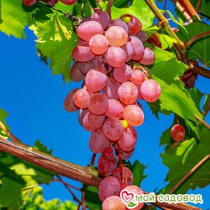 Виноград Лидия (Розовая Изабелла) в Агрызе