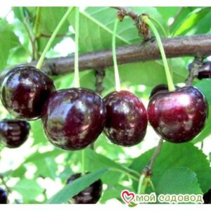 Саженцы вишни – Чудо-вишня в Агрызе