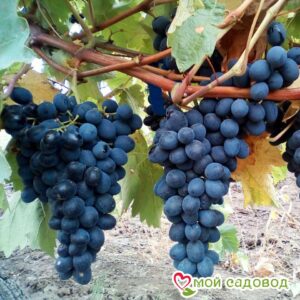 Виноград Молдова в Агрызе