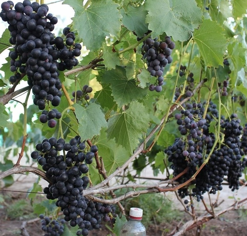 Виноград Мускат Блау (2) в Агрызе