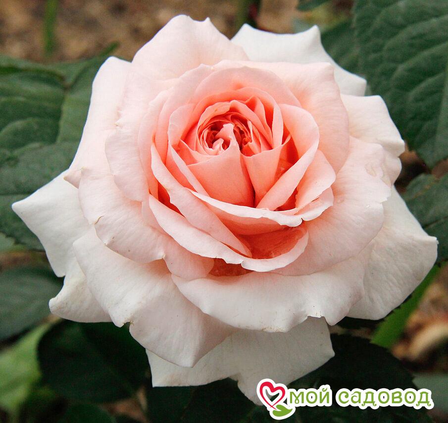 Роза чайно-гибридная  Амелия в Агрызе