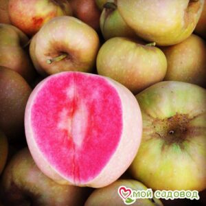 Яблоня Розовый жемчуг в Агрызе