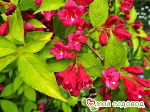 Вейгела цветущая “Рубидор” в Агрызе
