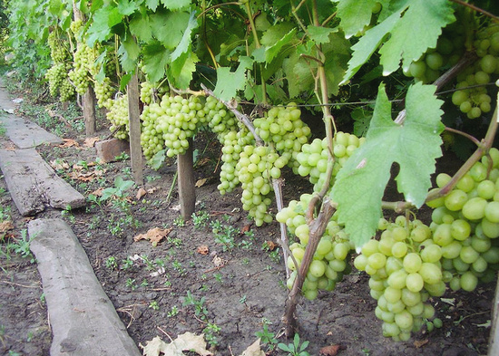 Виноград Первозванный (2) в Агрызе