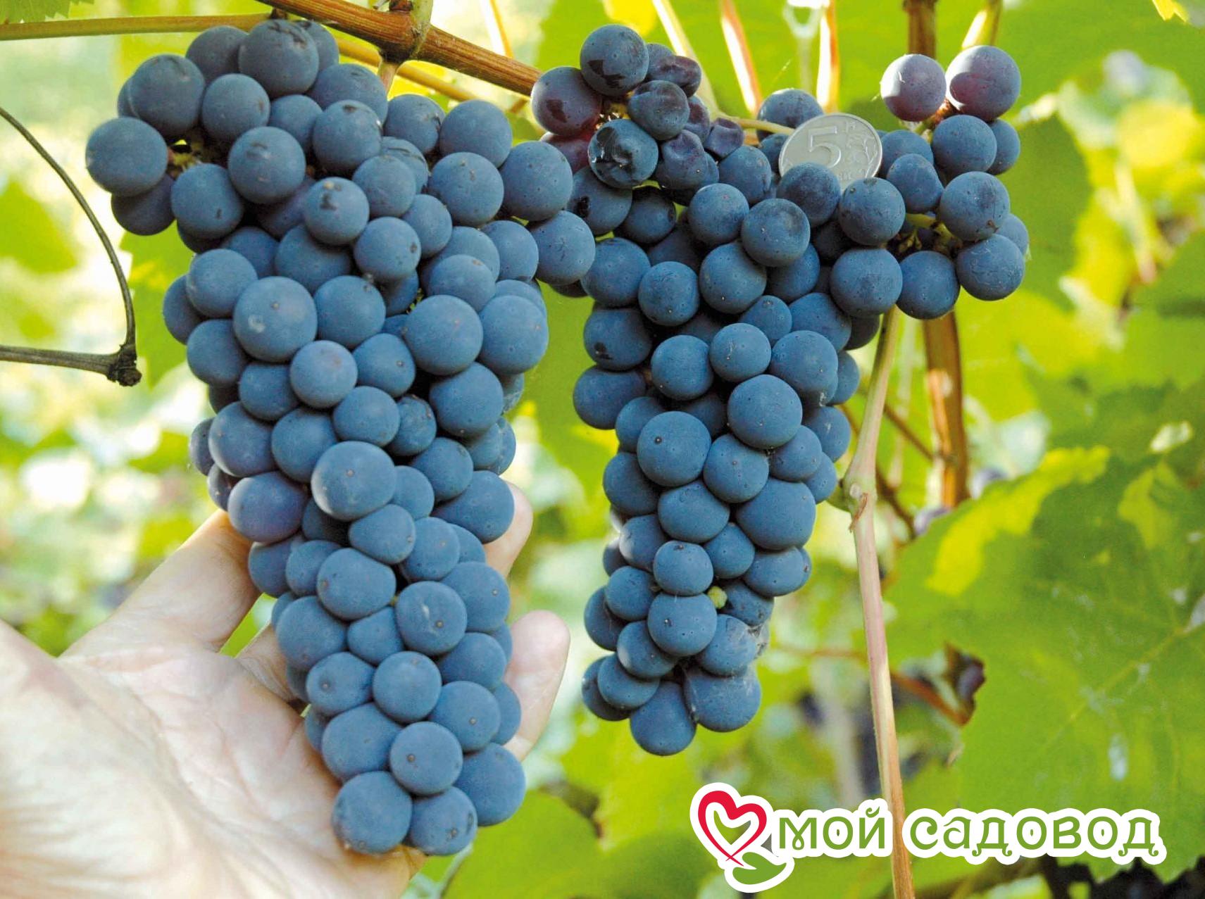 Виноград Амурский синий в Агрызе