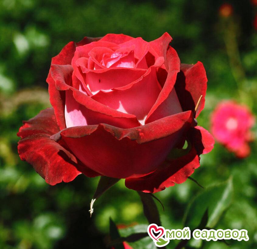 Роза чайно-гибридная Николь