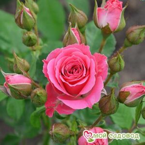 Роза Спрей розовый в Агрызе