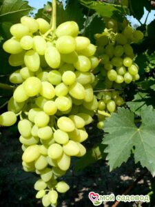 Виноград Осенний крупноплодный в Агрызе