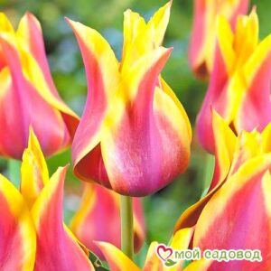 Тюльпан лилиецветный Баллада Дрим в Агрызе