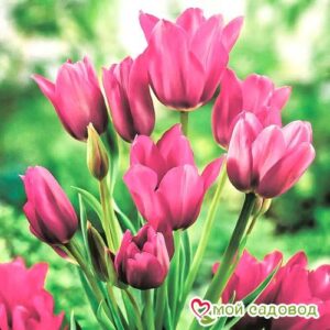 Тюльпан многоцветковый Пурпл Букет в Агрызе