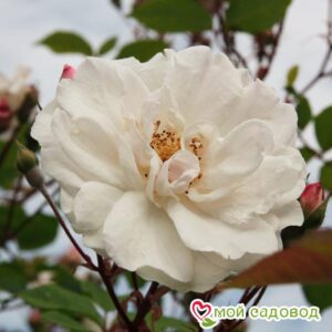 Роза Белый каскад в Агрызе