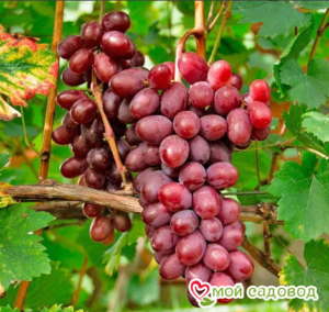 Виноград Виктория винная в Агрызе