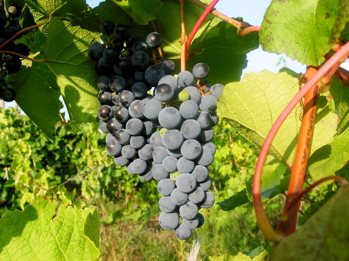 Виноград Амурский синий (2) в Агрызе