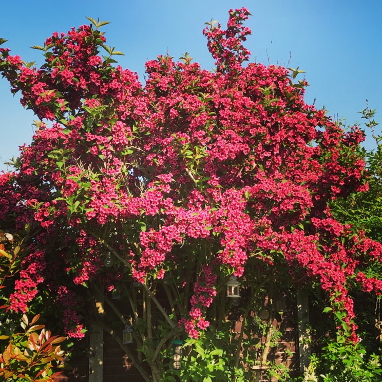 Вейгела цветущая “Бристоль Руби” (2) в Агрызе