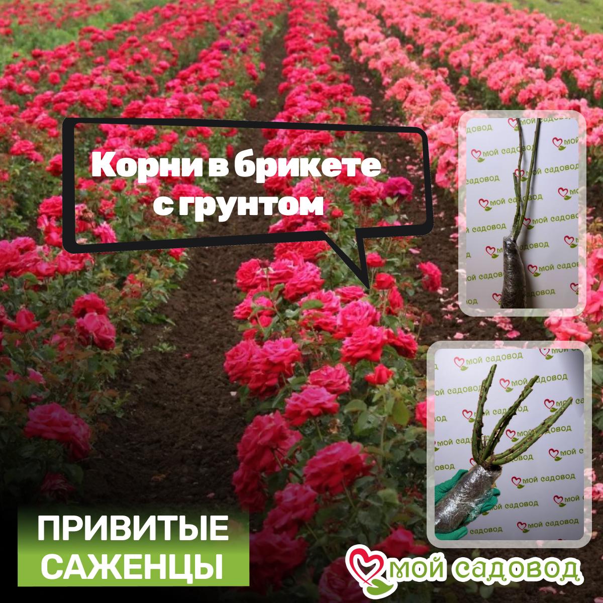 Роза чайно-гибридная Николь