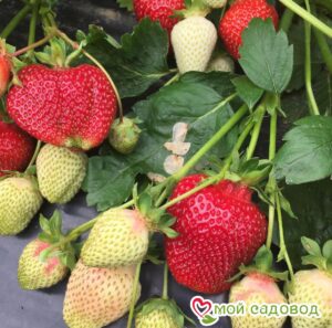 Клубника Румба (ранняя ягода) в Агрызе