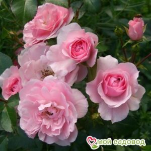 Роза полиантовая Bonica (Боника) в Агрызе