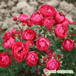 Роза полиантовая Морздаг Ред (Morsdag Red) в Агрызе