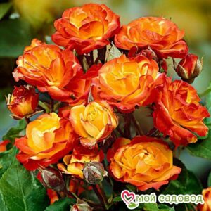 Роза полиантовая Румба (Rumba) в Агрызе